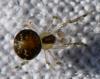 Paidiscura pallens